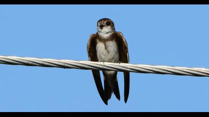 Sand Martin