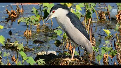 Black-crowned Night Heron