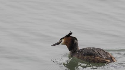 Great Crested Grebe