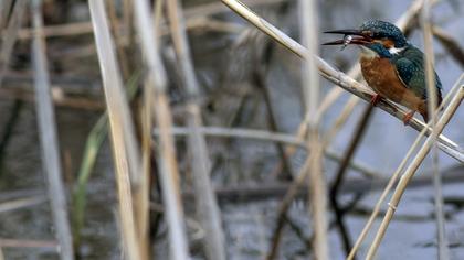 Common Kingfisher