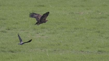 Lesser Spotted Eagle