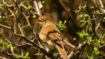 Marsh Warbler