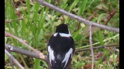 Semicollared Flycatcher
