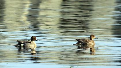 Northern Pintail