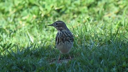 Red-throated Pipit