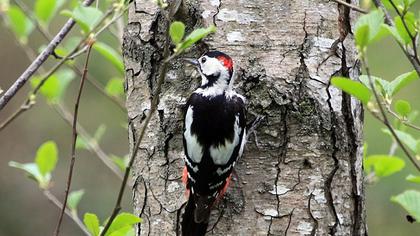 Syrian Woodpecker