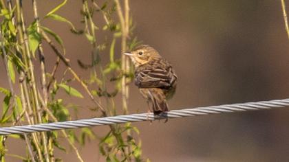 Tree Pipit