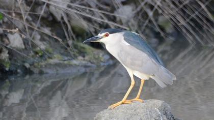 Black-crowned Night Heron