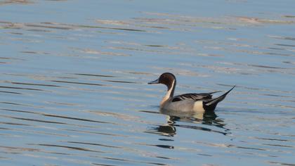 Northern Pintail