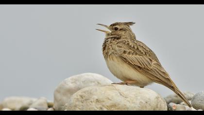 Crested Lark