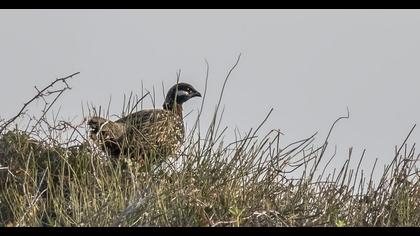 Black Francolin