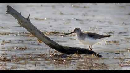Terek Sandpiper