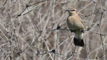 Isabelline Wheatear