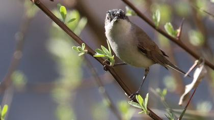 Lesser Whitethroat