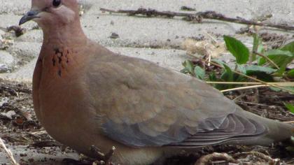 Laughing Dove