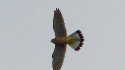 Common Kestrel