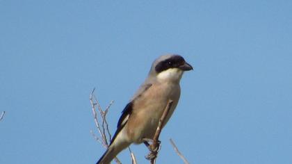 Karaalınlı örümcekkuşu