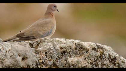 Laughing Dove