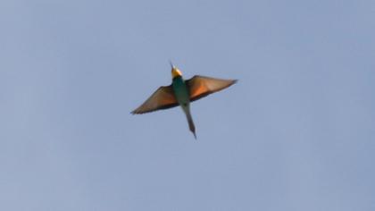 European Bee-eater