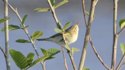 Willow Warbler
