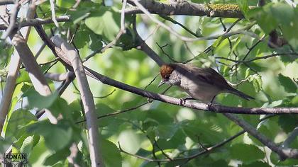 Common Nightingale