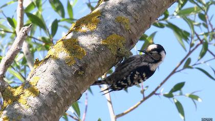 Lesser Spotted Woodpecker
