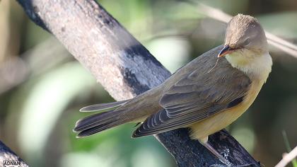 Great Reed Warbler