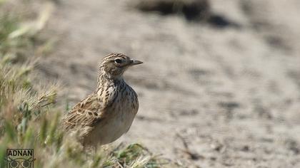 Eurasian Skylark