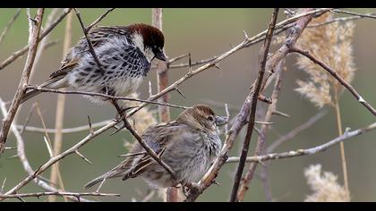 Spanish Sparrow
