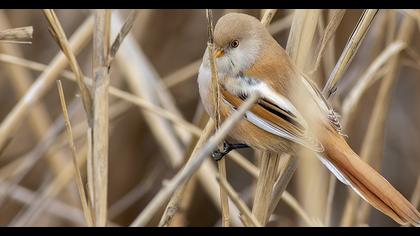 Bıyıklı baştankara