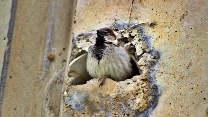 House Sparrow