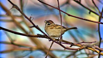 Eurasian Tree Sparrow