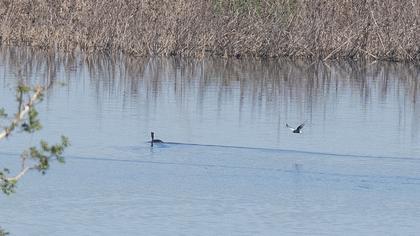 White-winged Tern