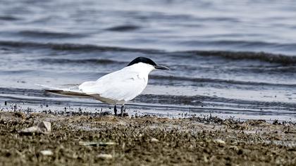Gull-billed Tern