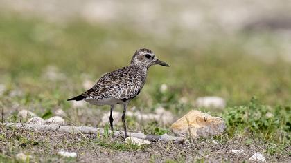 Grey Plover