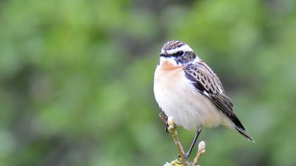 Whinchat