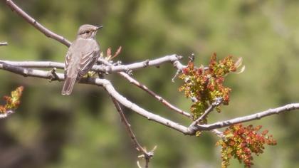Spotted Flycatcher