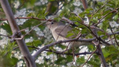 Garden Warbler