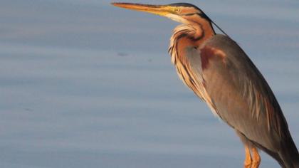 Purple Heron