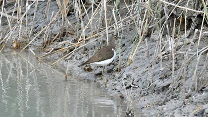 Green Sandpiper
