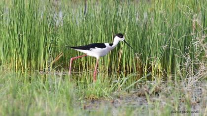 Black-winged Stilt