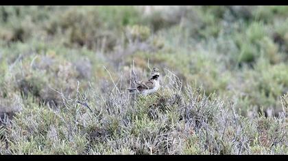 Calandra Lark