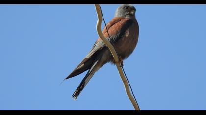 Lesser Kestrel