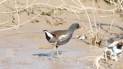 Common Moorhen