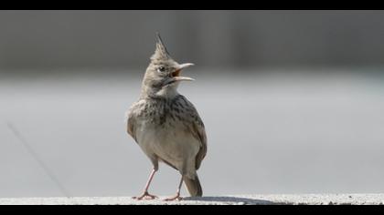 Crested Lark