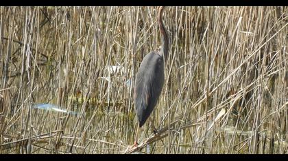 Purple Heron