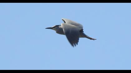 Black-crowned Night Heron