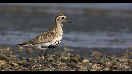 European Golden Plover