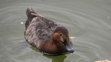 Common Pochard