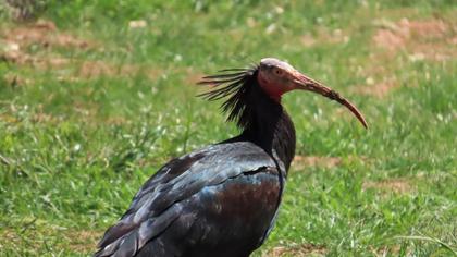 Northern Bald Ibis